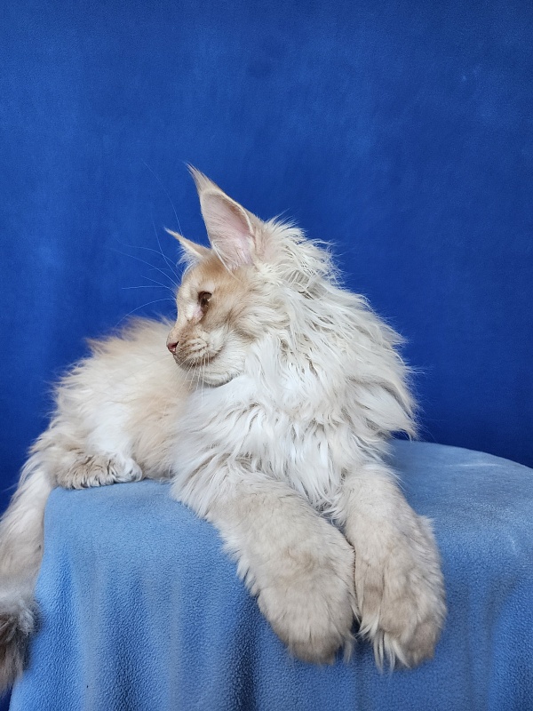 Yaki Cat Akbars (polydactyl) 66/66 - Kitten maine-coon 3 months 3.5 weeks