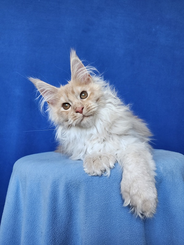 Yaki Cat Akbars (polydactyl) 66/66 - Kitten maine-coon 3 months 3.5 weeks