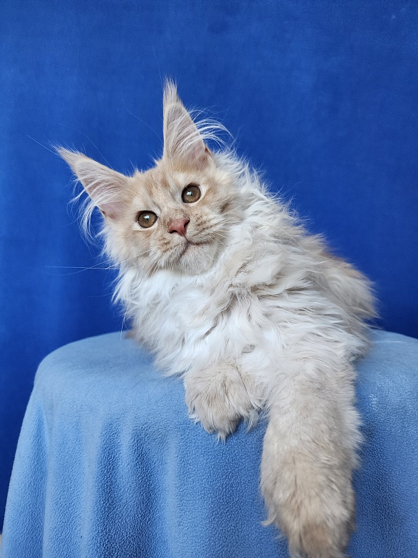 Yaki Cat Akbars (polydactyl) 66/66 - Kitten maine-coon 3 months 3.5 weeks