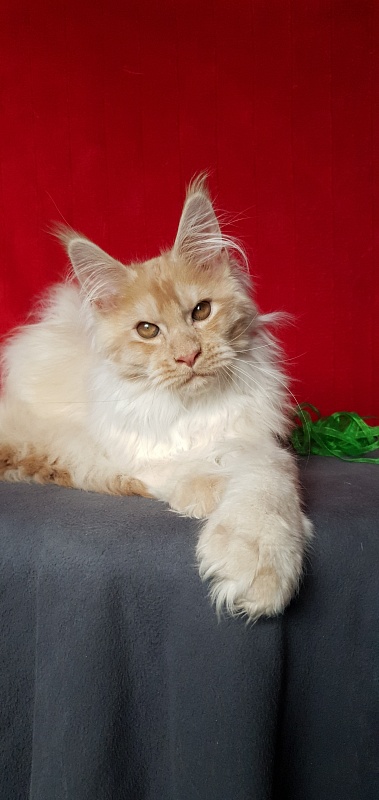 Yaki Cat Akbars (polydactyl) 66/66 - Kitten maine-coon 4 months 1 week