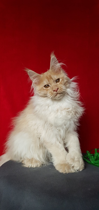 Yaki Cat Akbars (polydactyl) 66/66 - Kitten maine-coon 4 months 1 week