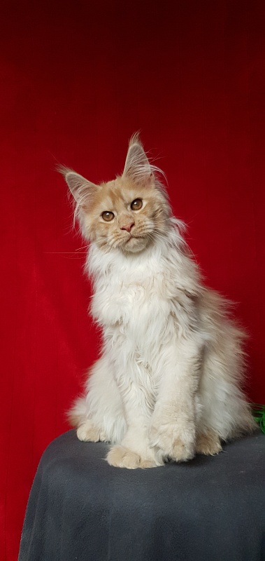 Yaki Cat Akbars (polydactyl) 66/66 - Kitten maine-coon 4 months 1 week