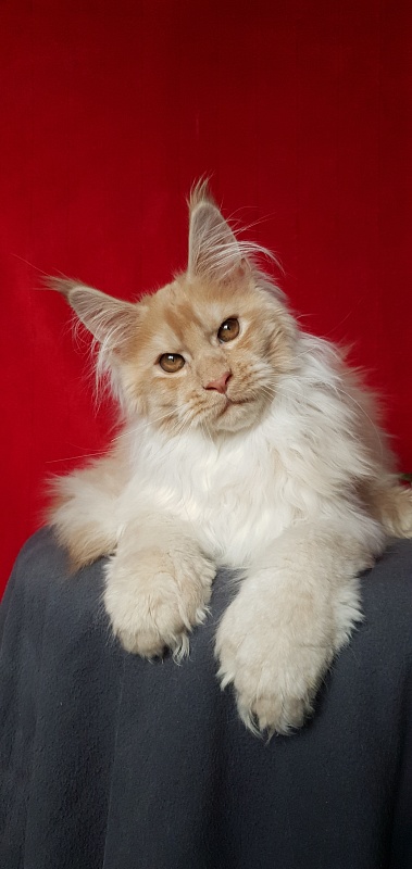 Yaki Cat Akbars (polydactyl) 66/66 - Kitten maine-coon 4 months 1 week