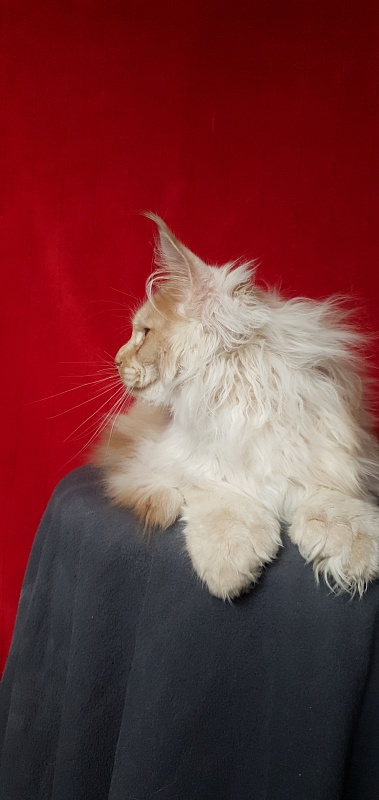 Yaki Cat Akbars (polydactyl) 66/66 - Kitten maine-coon 4 months 1 week