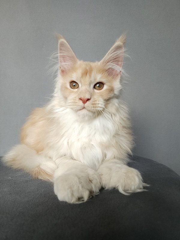 Yaki Cat Akbars (polydactyl) 66/66 - Kitten maine-coon 2 months 3.5 weeks