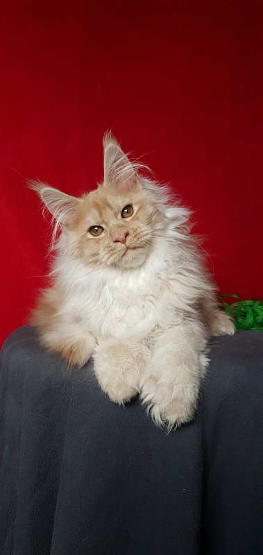 Yaki Cat Akbars (polydactyl) 66/66 - Kitten maine-coon 4 months 1 week