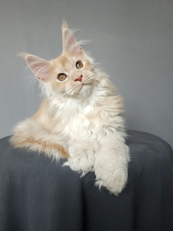 Yaki Cat Akbars (polydactyl) 66/66 - Kitten maine-coon 2 months 3.5 weeks