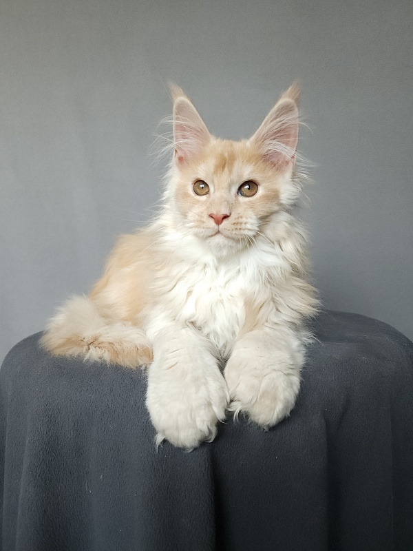 Yaki Cat Akbars (polydactyl) 66/66 - Kitten maine-coon 2 months 3.5 weeks