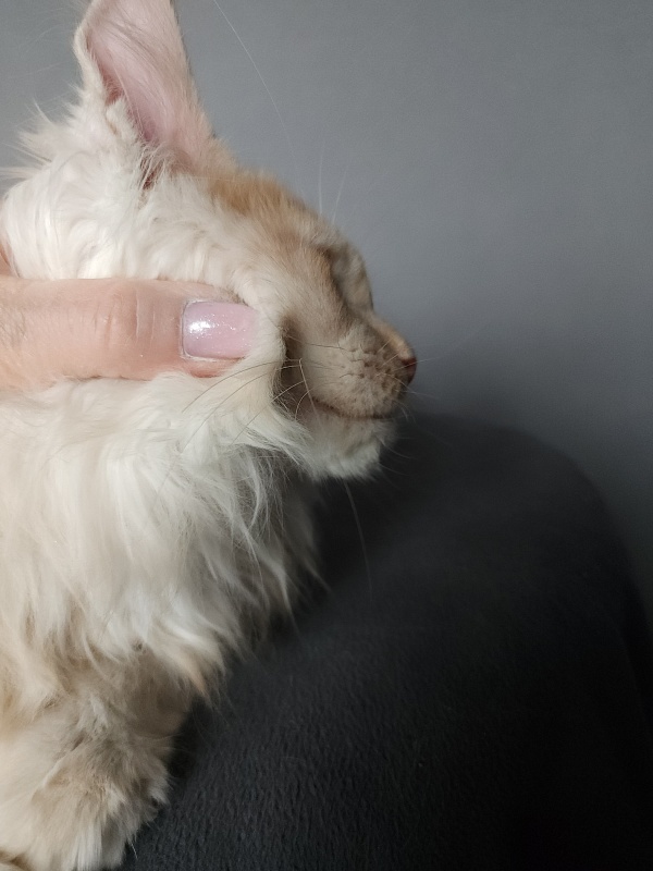 Yaki Cat Akbars (polydactyl) 66/66 - Kitten maine-coon 2 months 3.5 weeks