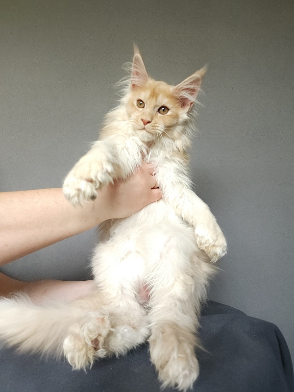 Yaki Cat Akbars (polydactyl) 66/66 - Kitten maine-coon 2 months 3.5 weeks