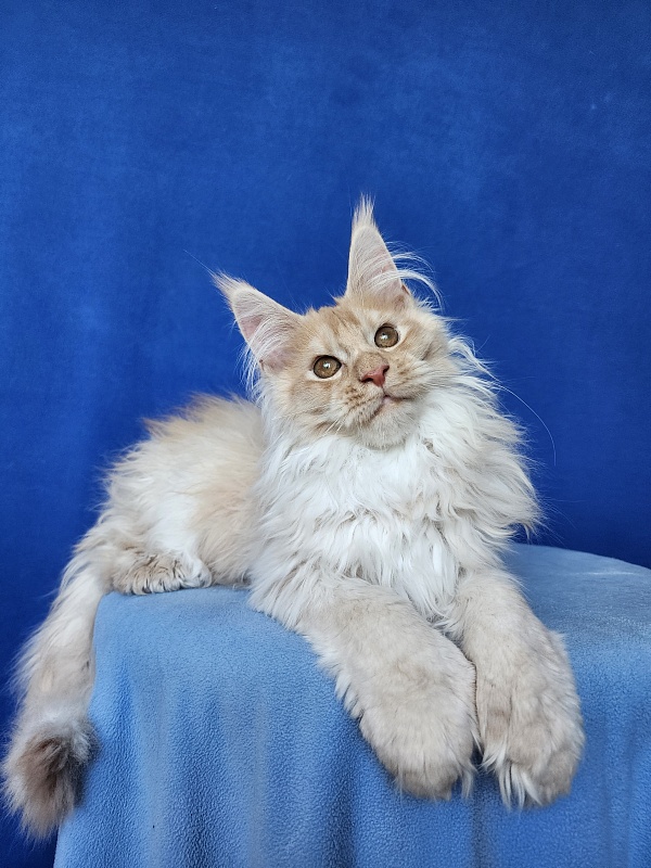 Yaki Cat Akbars (polydactyl) 66/66 - Kitten maine-coon 3 months 3.5 weeks