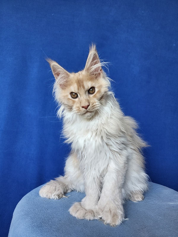 Yaki Cat Akbars (polydactyl) 66/66 - Kitten maine-coon 3 months 3.5 weeks