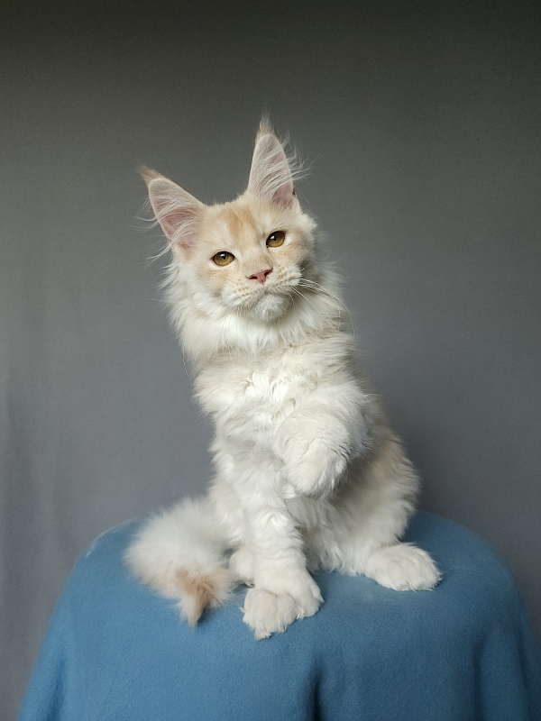 Yoda Cat Akbars (polydactyl) 77/66 - Kitten maine-coon 2 months 3.5 weeks