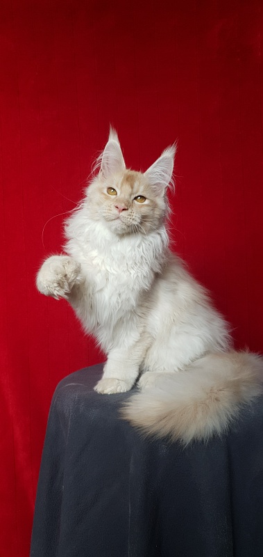 Yoda Cat Akbars (polydactyl) 77/66 - Kitten maine-coon 4 months 1 week