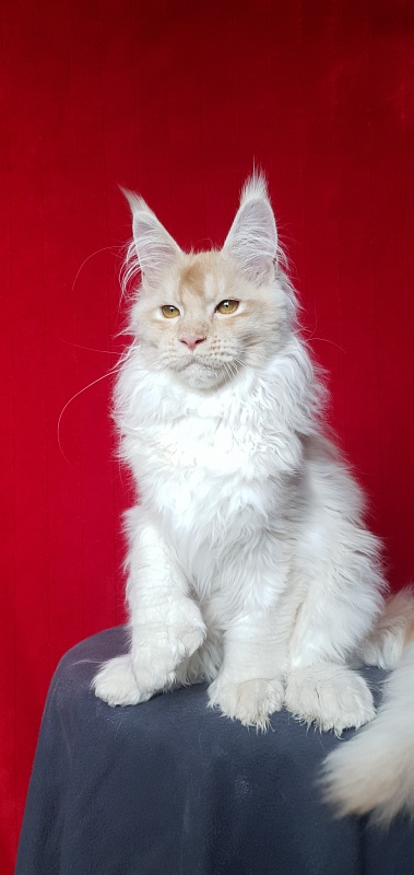 Yoda Cat Akbars (polydactyl) 77/66 - Kitten maine-coon 4 months 1 week