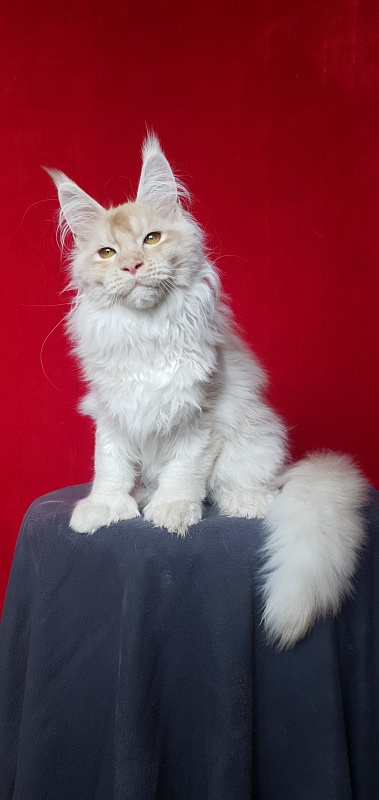 Yoda Cat Akbars (polydactyl) 77/66 - Kitten maine-coon 4 months 1 week