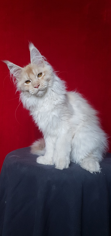 Yoda Cat Akbars (polydactyl) 77/66 - Kitten maine-coon 4 months 1 week