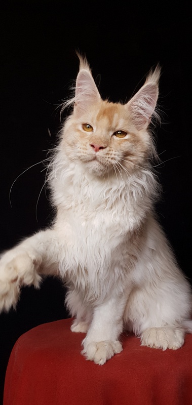 Yoda Cat Akbars (polydactyl) 77/66 - Kitten maine-coon 4 months 3.5 weeks