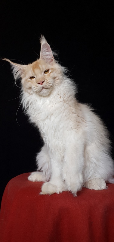 Yoda Cat Akbars (polydactyl) 77/66 - Kitten maine-coon 4 months 3.5 weeks