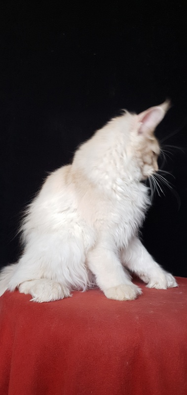 Yoda Cat Akbars (polydactyl) 77/66 - Kitten maine-coon 4 months 3.5 weeks