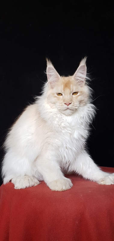 Yoda Cat Akbars (polydactyl) 77/66 - Kitten maine-coon 4 months 3.5 weeks