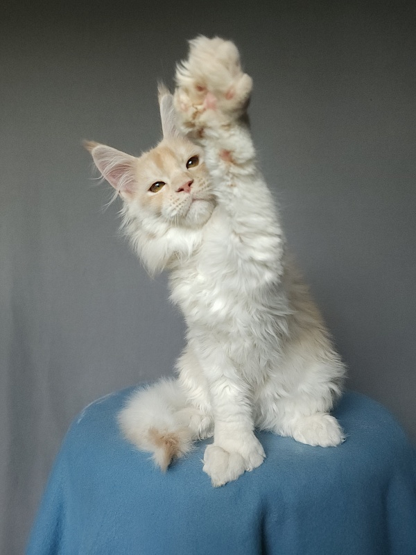Yoda Cat Akbars (polydactyl) 77/66 - Kitten maine-coon 2 months 3.5 weeks