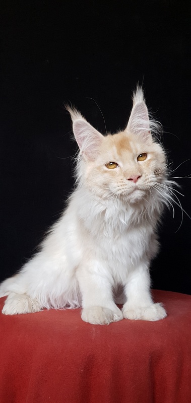 Yoda Cat Akbars (polydactyl) 77/66 - Kitten maine-coon 4 months 3.5 weeks