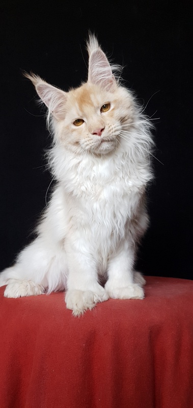 Yoda Cat Akbars (polydactyl) 77/66 - Kitten maine-coon 4 months 3.5 weeks
