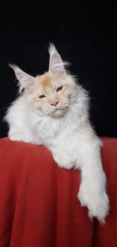 Yoda Cat Akbars (polydactyl) 77/66 - Kitten maine-coon 4 months 3.5 weeks