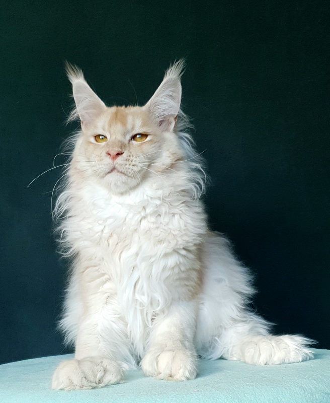 Yoda Cat Akbars (polydactyl) 77/66 - Junior maine-coon 7 months 1 week
