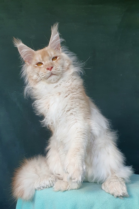 Yoda Cat Akbars (polydactyl) 77/66 - Junior maine-coon 7 months 1 week