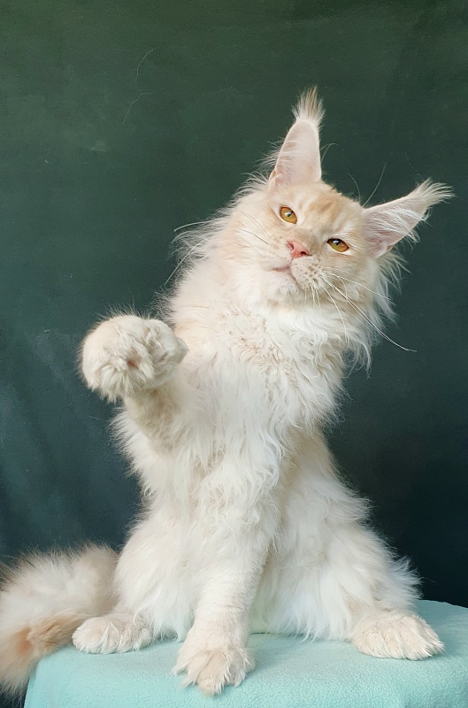 Yoda Cat Akbars (polydactyl) 77/66 - Junior maine-coon 7 months 1 week