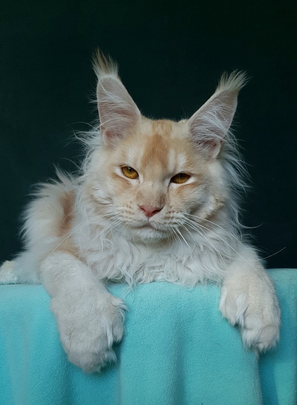 Yoda Cat Akbars (polydactyl) 77/66 - Junior maine-coon 7 months 1 week