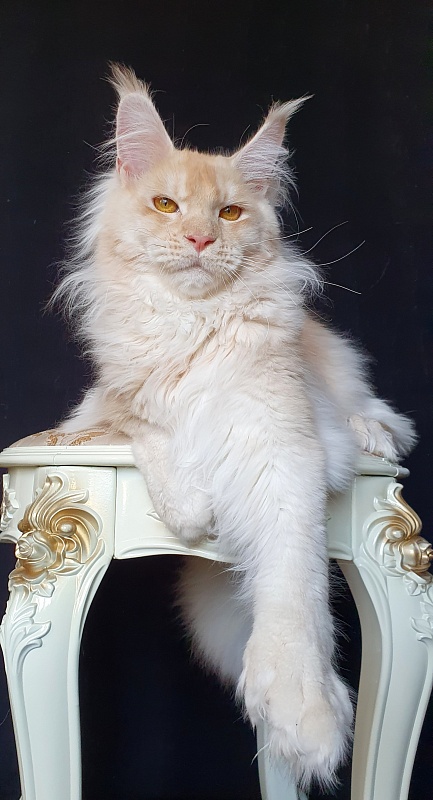 Yoda Cat Akbars (polydactyl) 77/66 - Kitten maine-coon 6 months 3 weeks