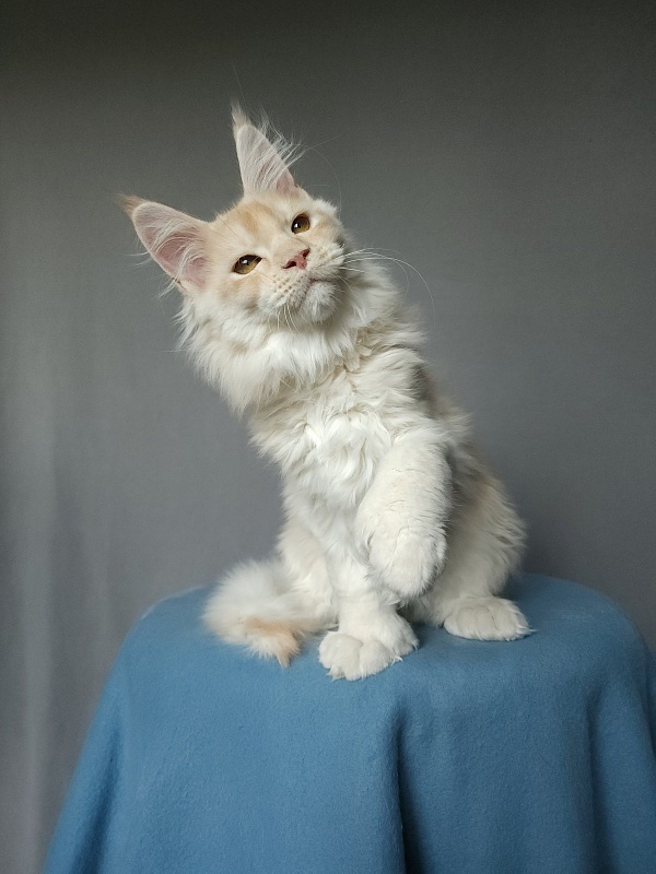 Yoda Cat Akbars (polydactyl) 77/66 - Kitten maine-coon 2 months 3.5 weeks