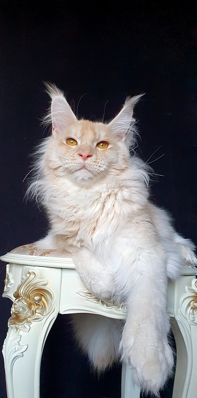 Yoda Cat Akbars (polydactyl) 77/66 - Kitten maine-coon 6 months 3 weeks