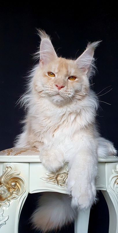 Yoda Cat Akbars (polydactyl) 77/66 - Kitten maine-coon 6 months 3 weeks