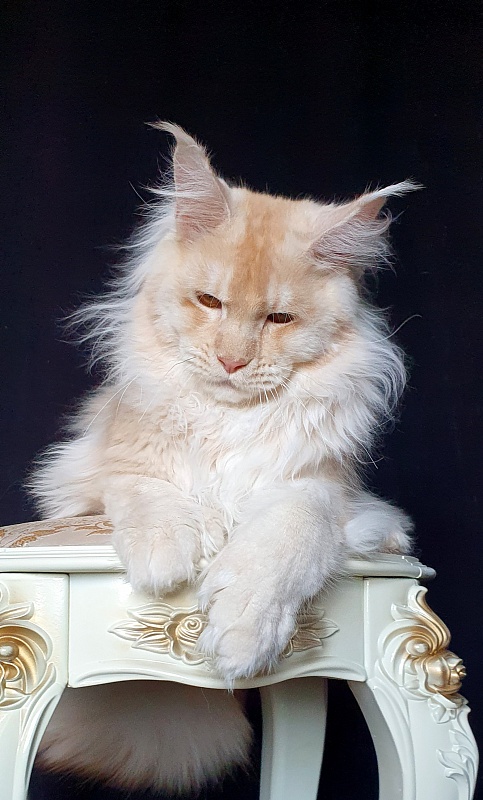 Yoda Cat Akbars (polydactyl) 77/66 - Kitten maine-coon 6 months 3 weeks