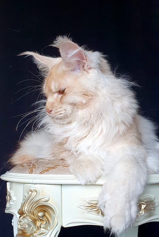 Yoda Cat Akbars (polydactyl) 77/66 - Kitten maine-coon 6 months 3 weeks