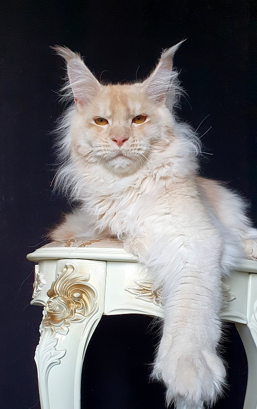Yoda Cat Akbars (polydactyl) 77/66 - Kitten maine-coon 6 months 3 weeks