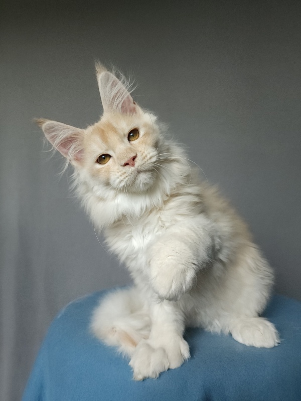 Yoda Cat Akbars (polydactyl) 77/66 - Kitten maine-coon 2 months 3.5 weeks