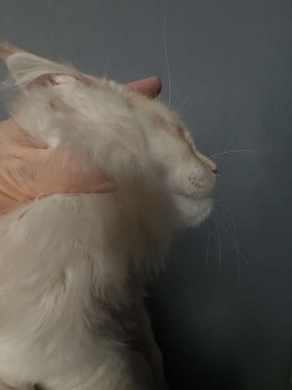 Yoda Cat Akbars (polydactyl) 77/66 - Kitten maine-coon 2 months 3.5 weeks