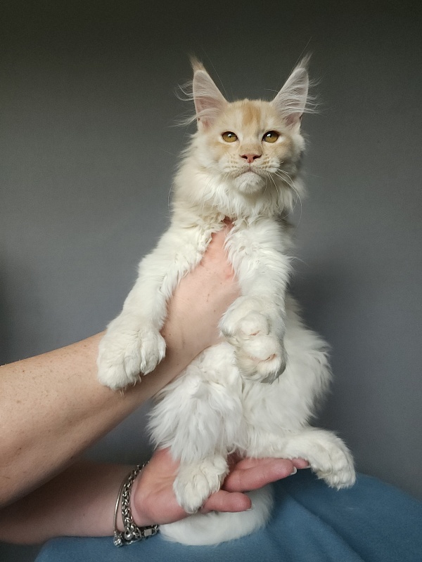 Yoda Cat Akbars (polydactyl) 77/66 - Kitten maine-coon 2 months 3.5 weeks