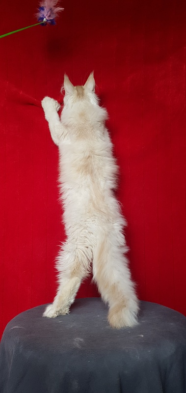 Yoda Cat Akbars (polydactyl) 77/66 - Kitten maine-coon 4 months 1 week