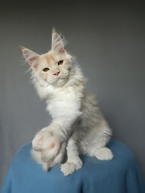Yoda Cat Akbars (polydactyl) 77/66 - Kitten maine-coon 2 months 3.5 weeks