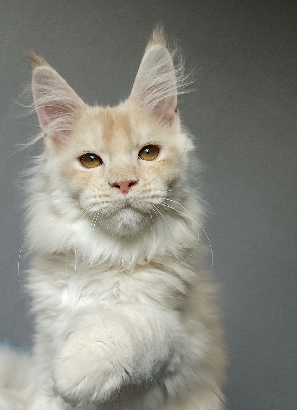 Yoda Cat Akbars (polydactyl) 77/66 - Kitten maine-coon 2 months 3.5 weeks
