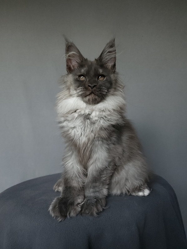 Yumy Cat Akbars (polydactyl) 66/66 - Kitten maine-coon 2 months 3.5 weeks