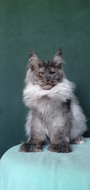 Yumy Cat Akbars (polydactyl) 66/66 - Kitten maine-coon 4 months 3.5 weeks