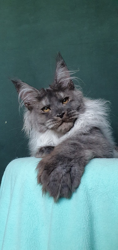 Yumy Cat Akbars (polydactyl) 66/66 - Kitten maine-coon 4 months 3.5 weeks