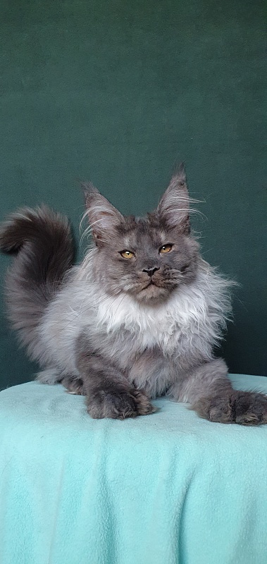 Yumy Cat Akbars (polydactyl) 66/66 - Kitten maine-coon 4 months 3.5 weeks